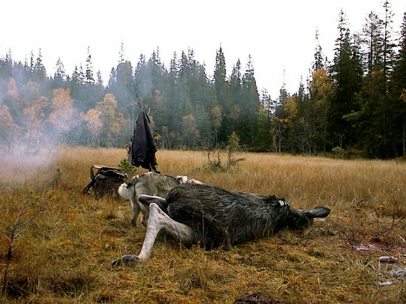 2004 Kvige Stakkjolen_1.jpg - Kvigefall på Nedre Stakkjølen